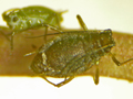 Dysaphis gallica